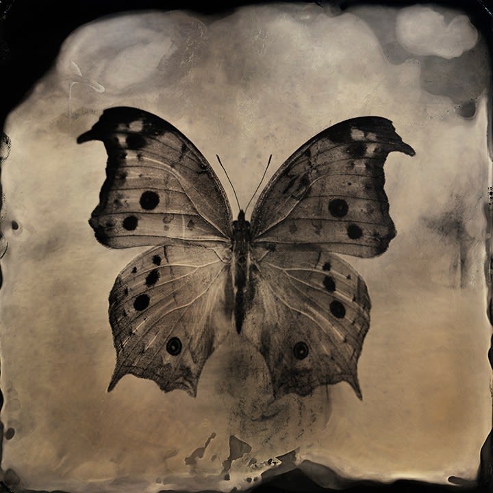 Lara Porzak, Storm, 2016