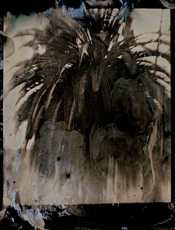 Lara Porzak, Laurel Canyon Palm, 2015