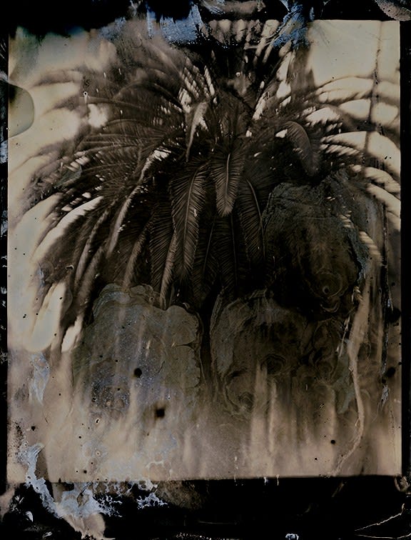 Lara Porzak, Laurel Canyon Palm, 2015