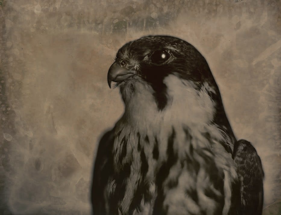 Lara Porzak, H.A.W.K., 2015