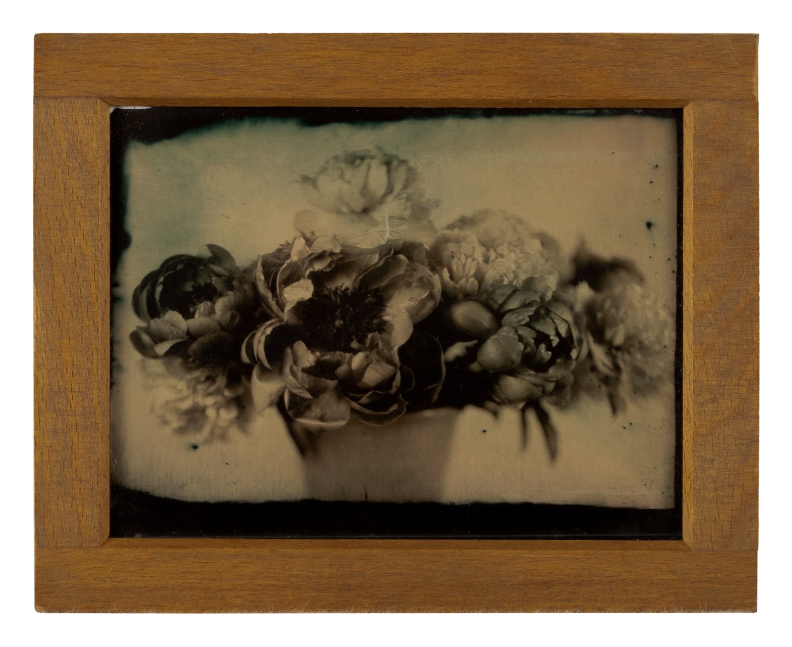 Lara Porzak, Sadie's Peonies