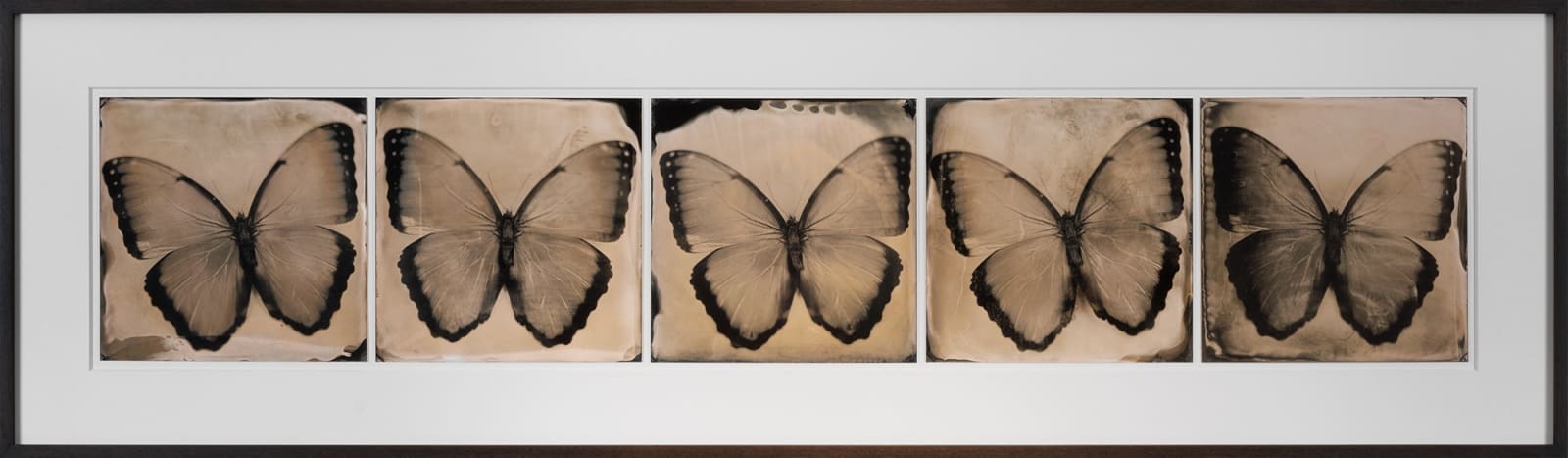 Lara Porzak, Morpho Quintet