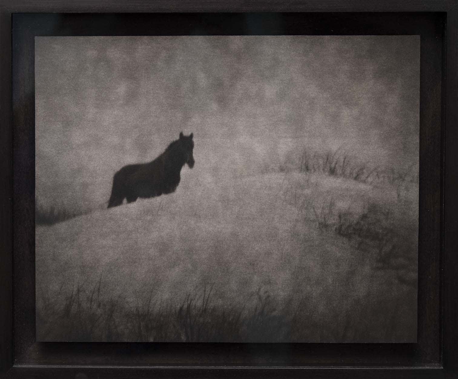 Lara Porzak, Wild, Outer Banks, N.C, 2010