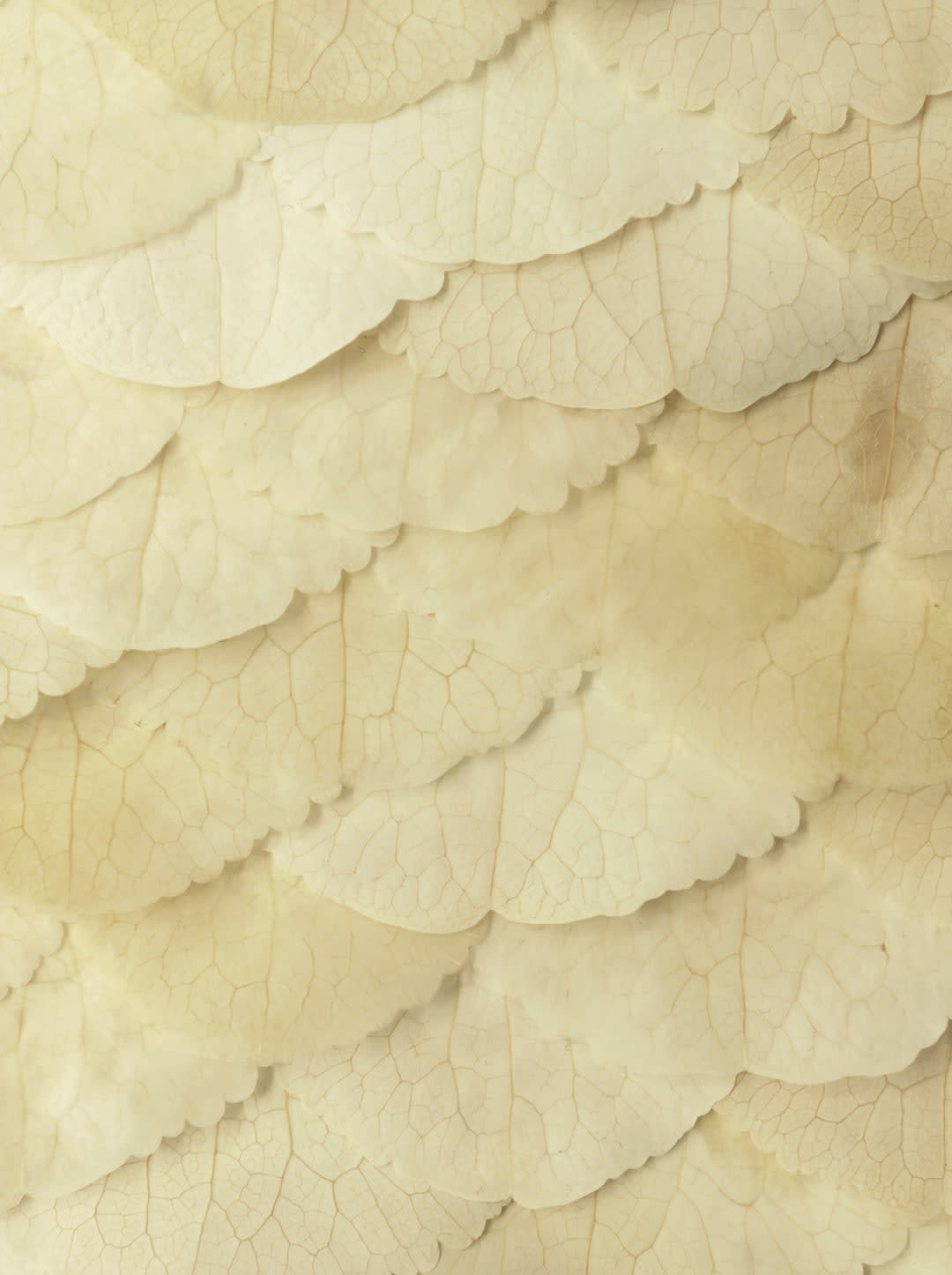 Zoé Imber, Lunaria annua, 2023