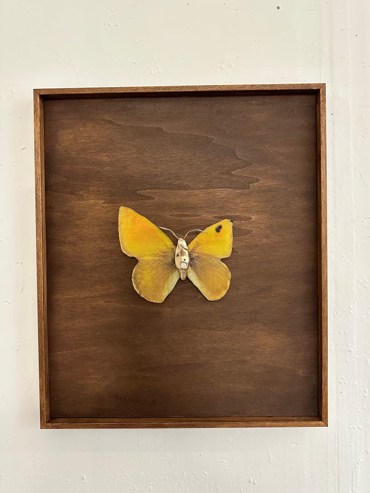 aurèce vettier, chrysodryas (sent by her, Anjou), 2024