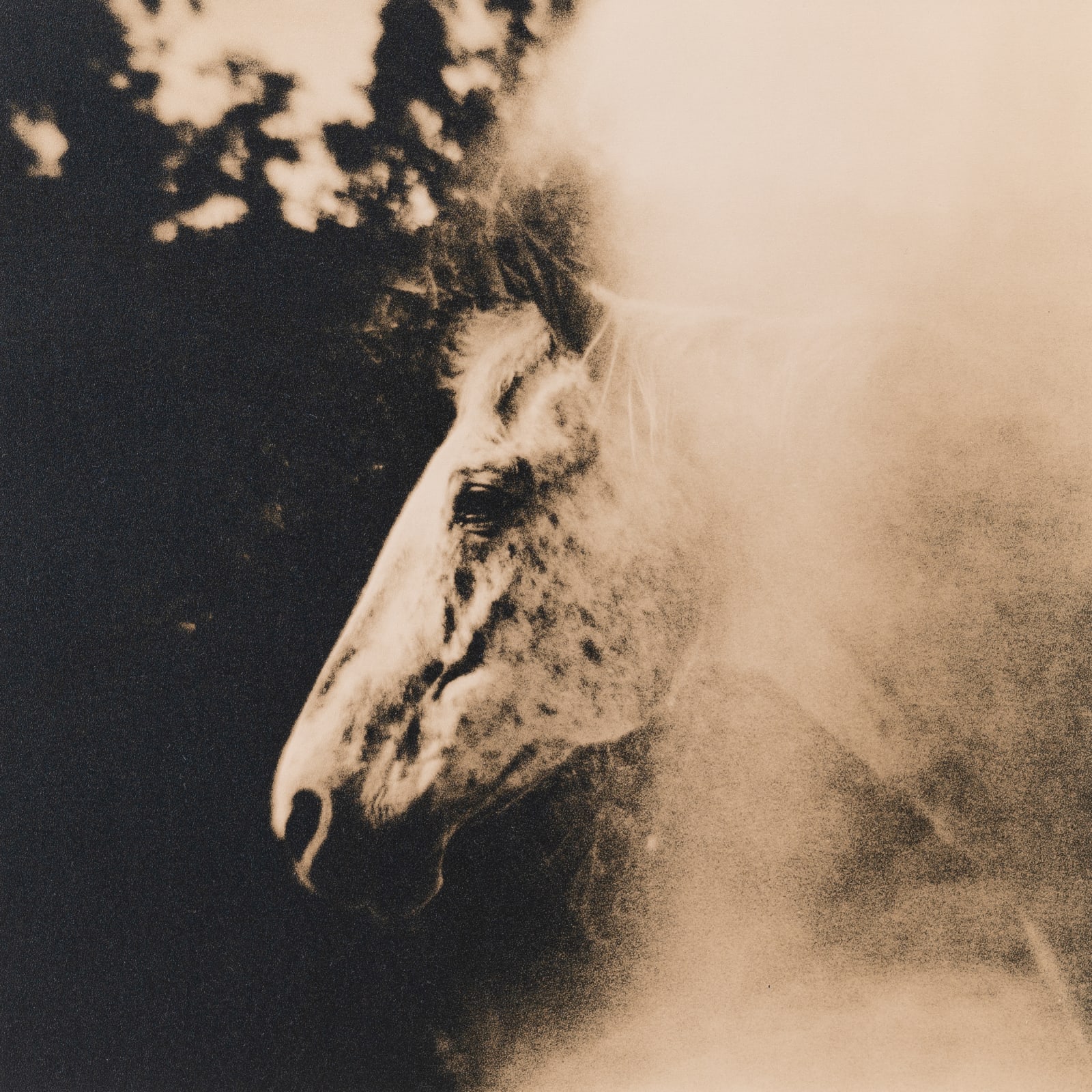 Lara Porzak, Freckles, Rocking Z Ranch, 2014