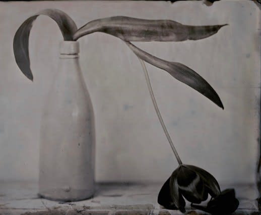 Lara Porzak, Drooping Tulip, 2020