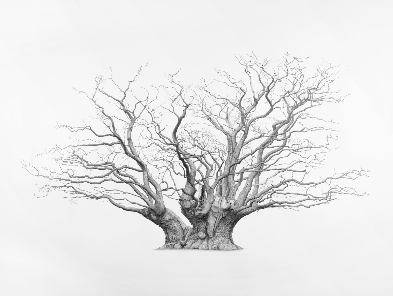 mark-frith-chaceley-oak-2018-the-tree-art-gallery