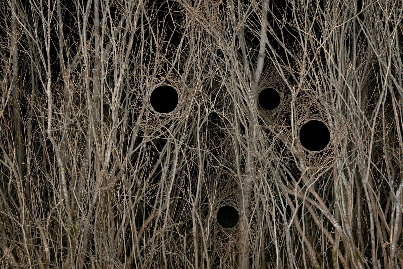 Antti Laittinen, Broken Landscape, photograph Tree Art