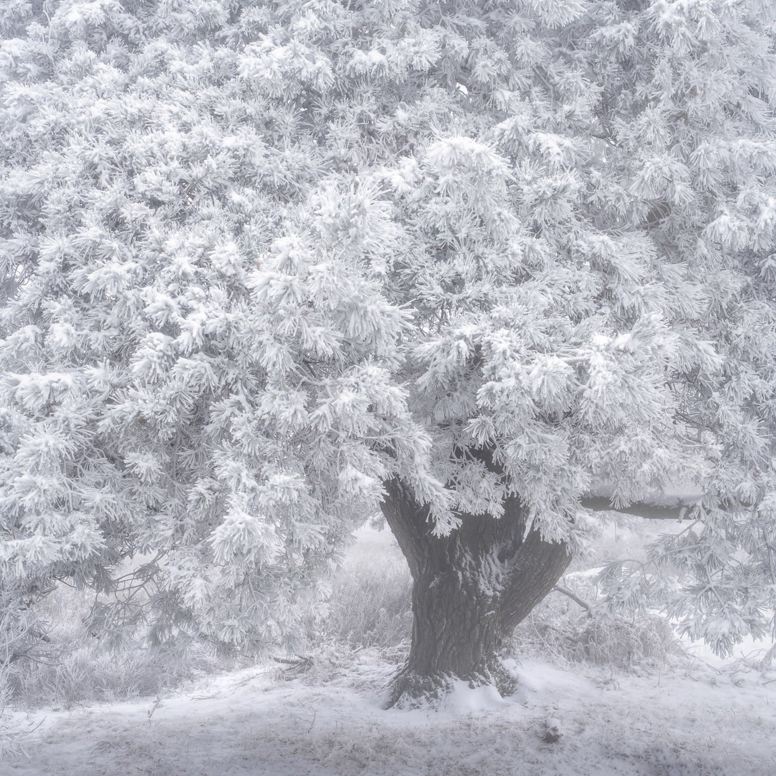 Simon Baxter, Winter Crown photograph