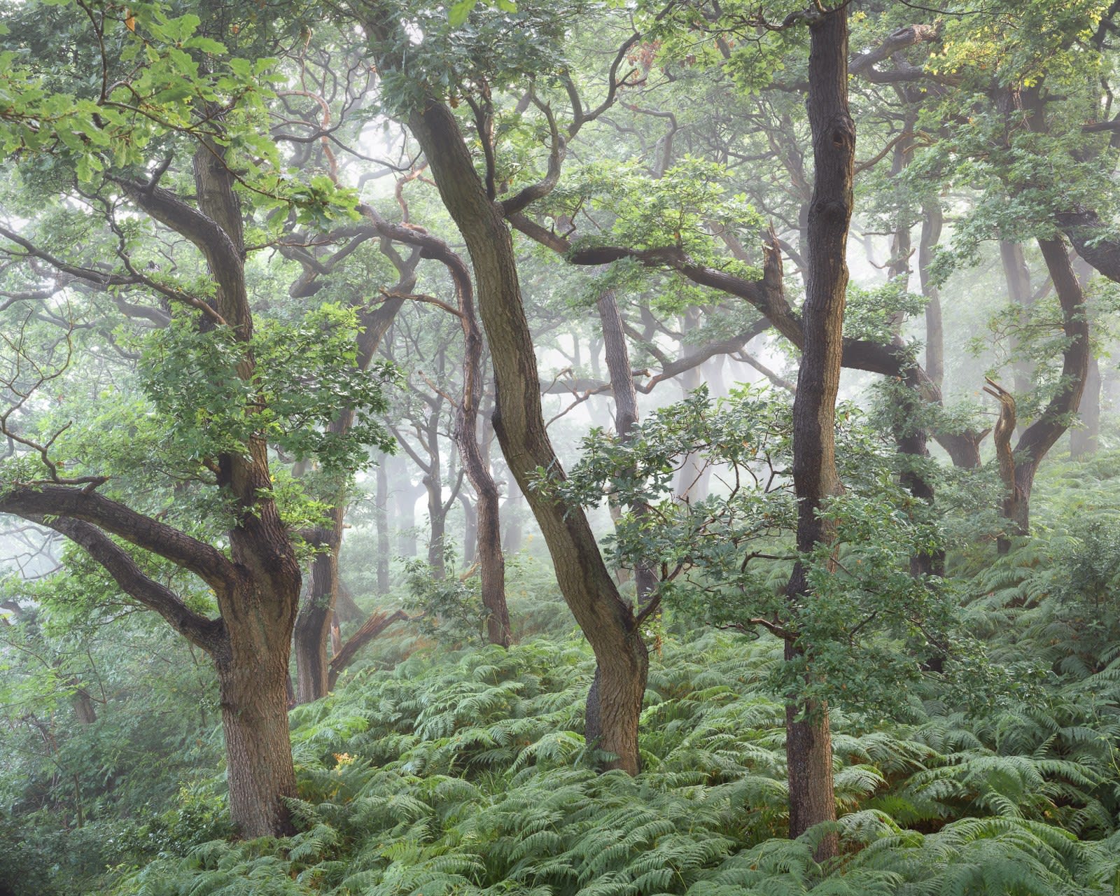 Simon Baxter, Summer Sanctum, photograph