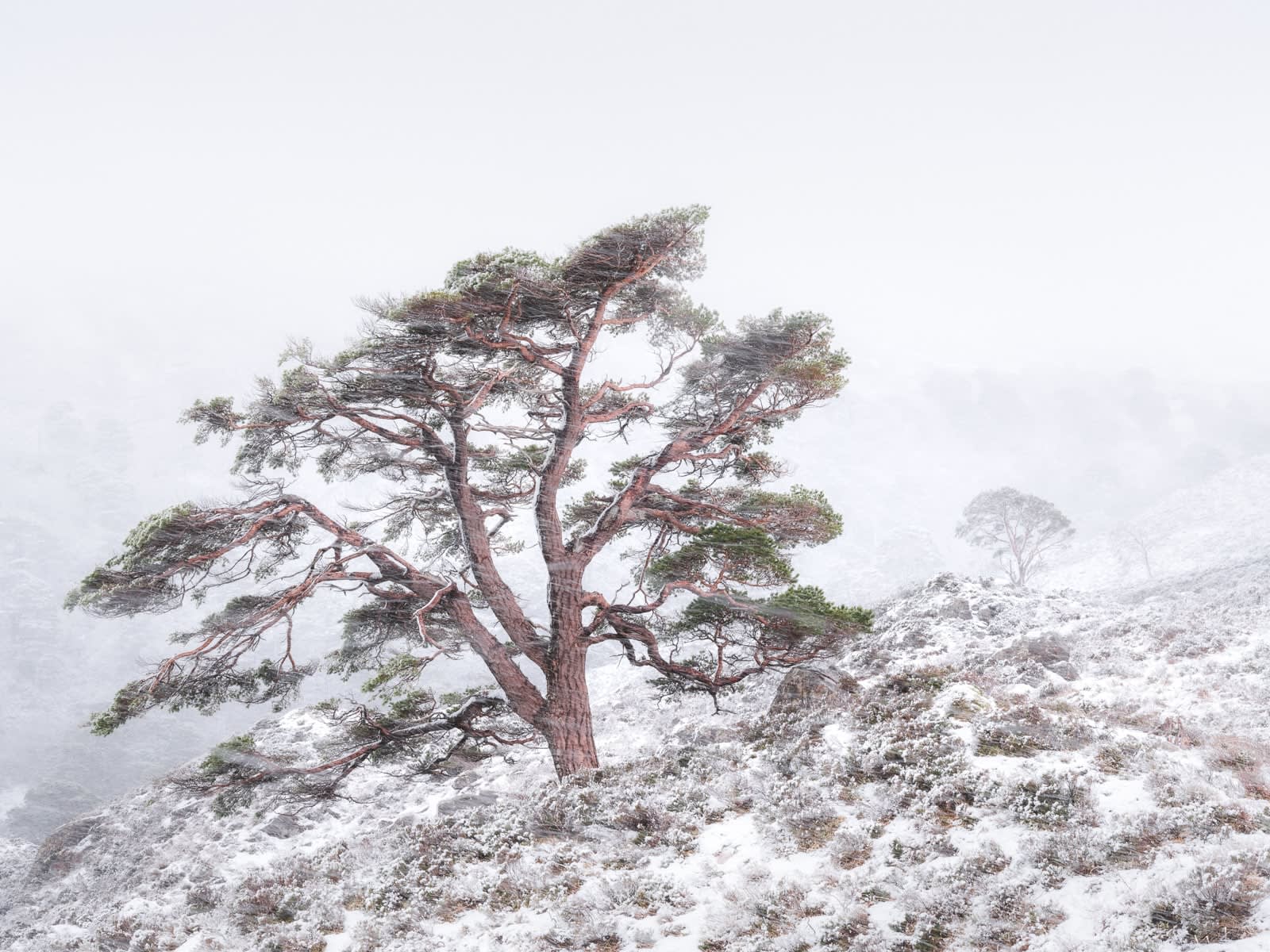 Simon Baxter, In a Flurry, photograph