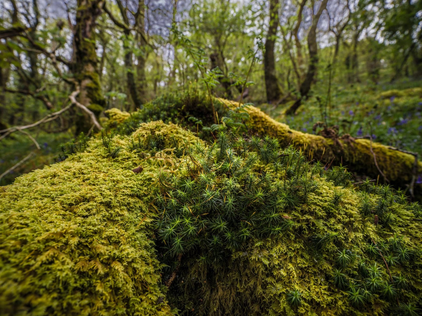 Charles SainsburyPlaice, Ancient Woodland Detail Coed Rheidol Wales