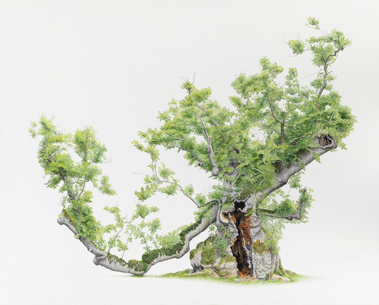 Mark Frith, Clapton Court Ash, painting on gesso