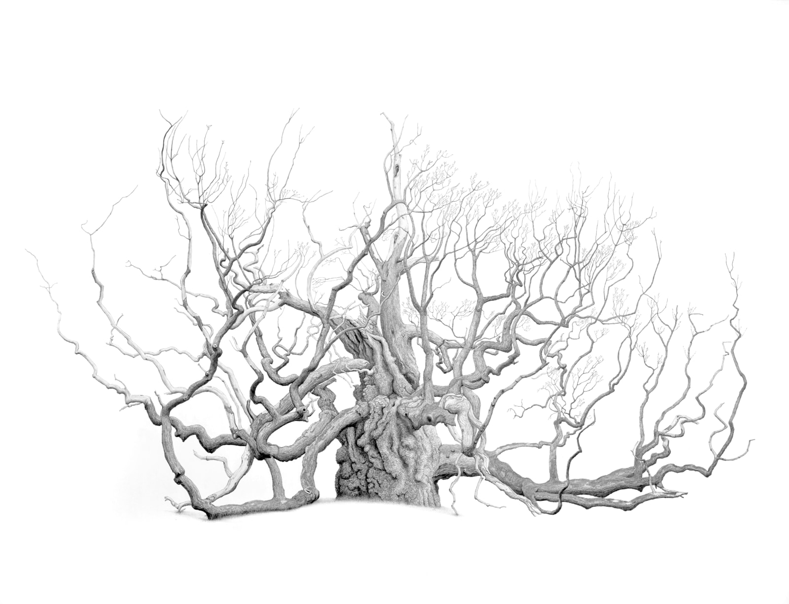 Mark Frith, The King John Oak, 2021