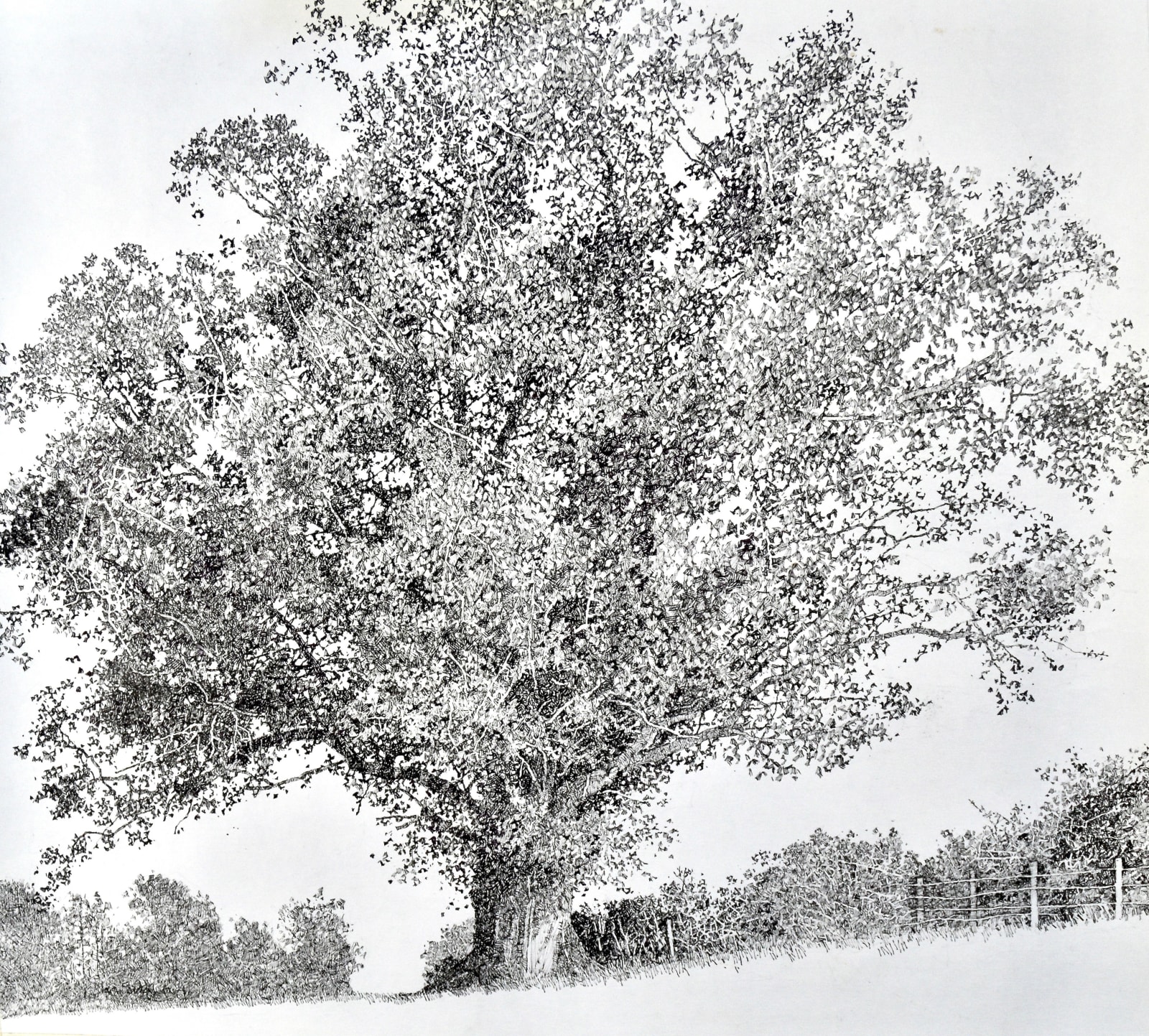 Ian Sidaway, Petworth Park Oak, drawing