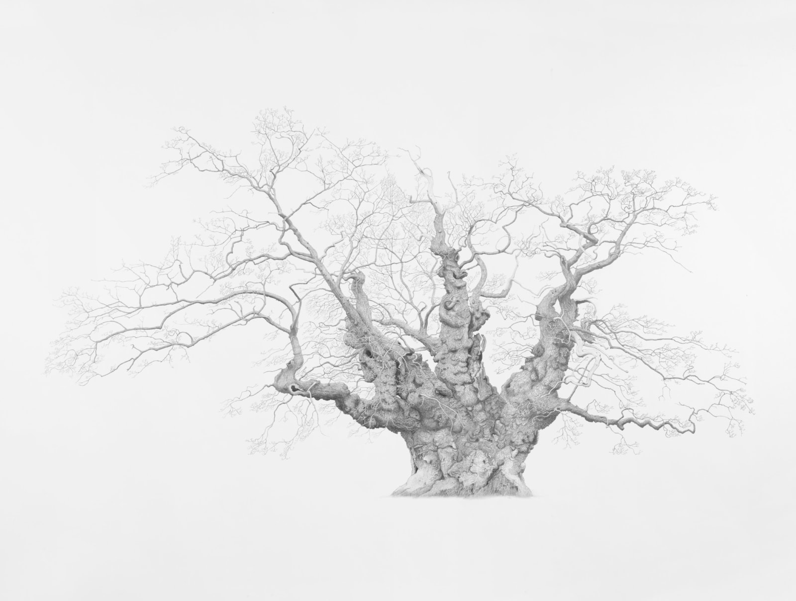 mark-frith-mottisfont-dorset-the-tree-art-gallery