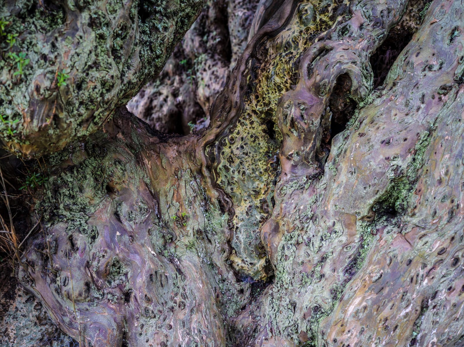 Ancient Tree Defynnog Yew Wales
