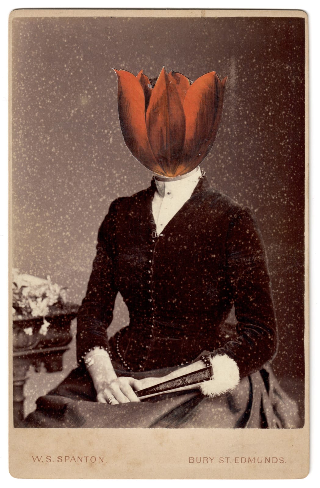 Alida Rodrigues, Tulip Schrenkii III, 2020