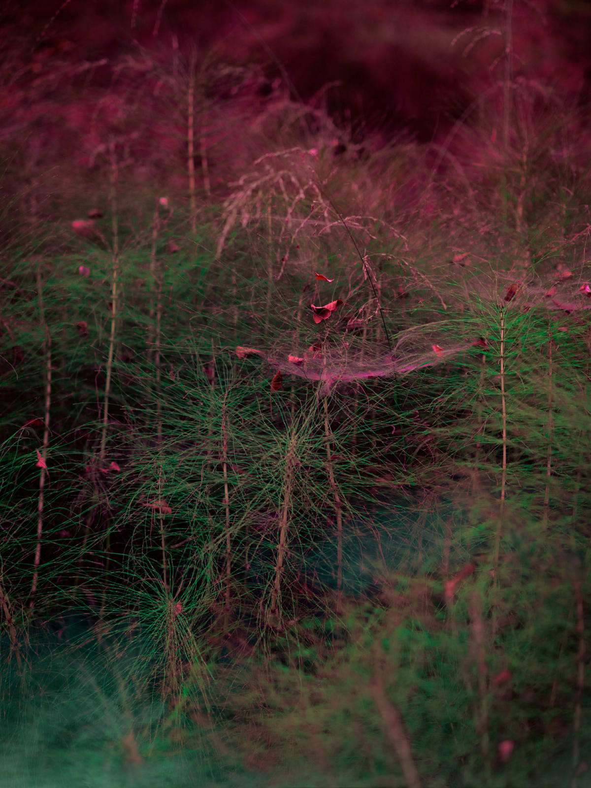 DAGMAR VAN WEEGHEL, From the Ancient Well, 2020