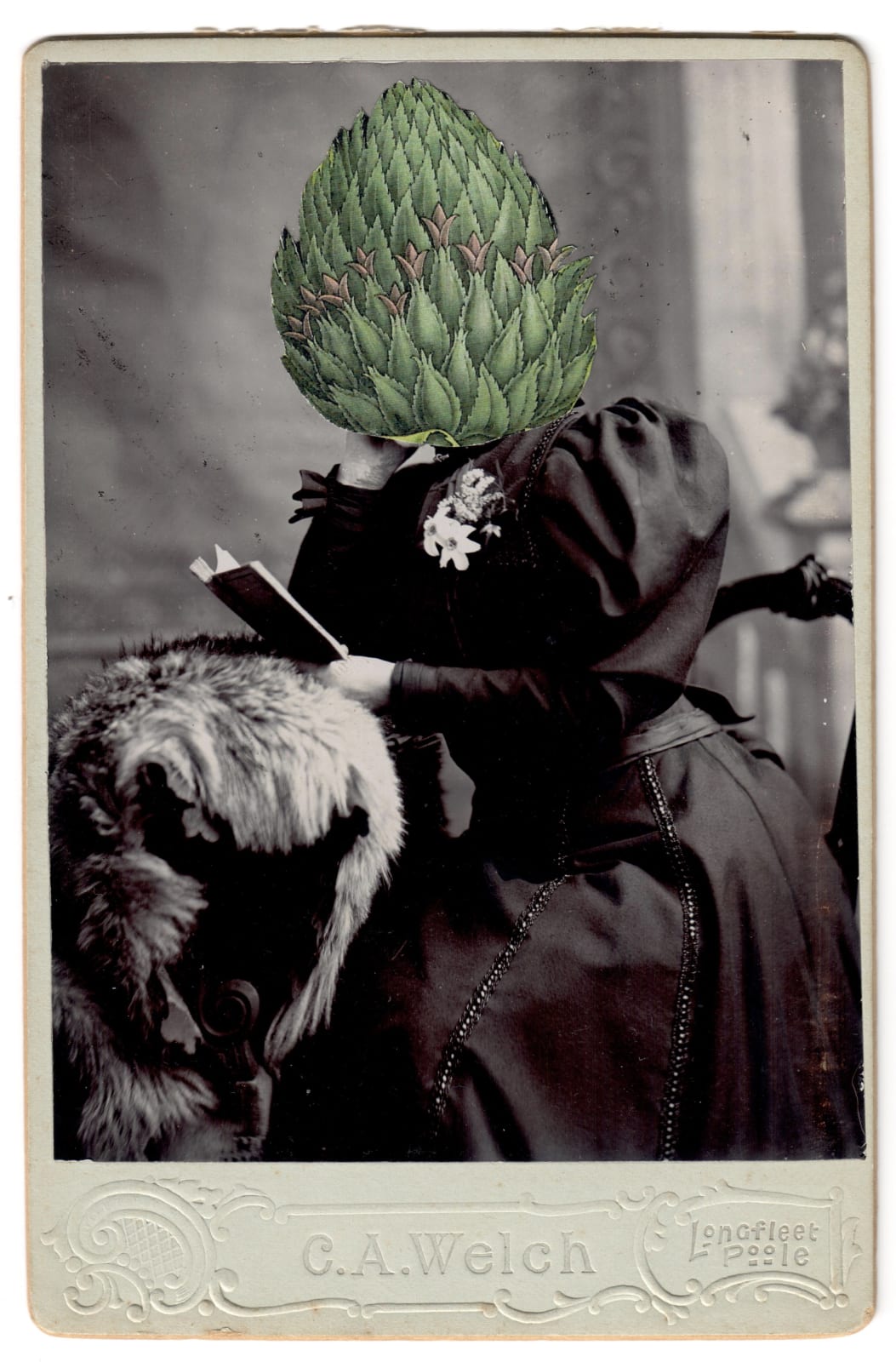 Alida Rodrigues, Bromelia ananas L., 2020
