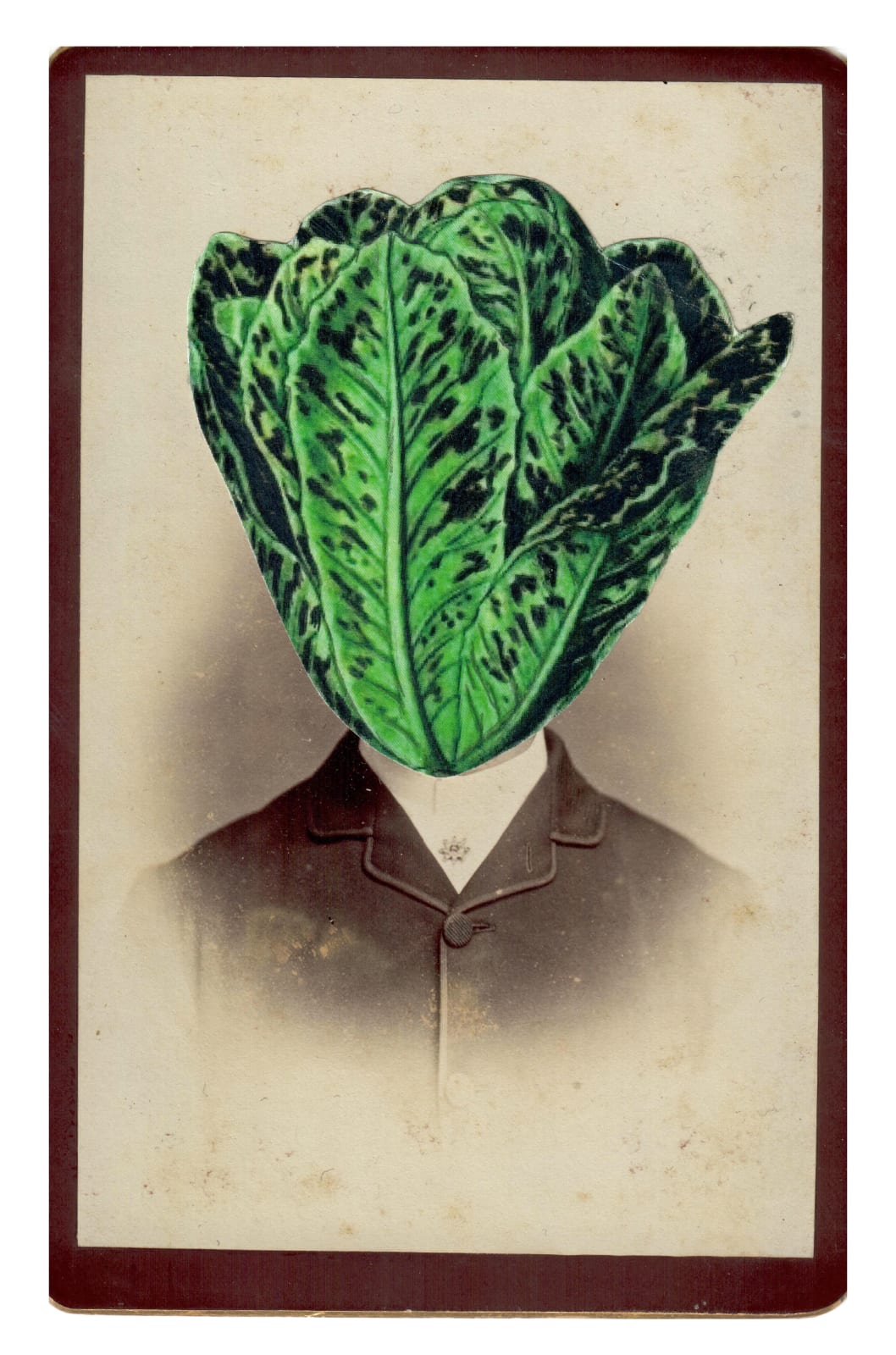 Alida Rodrigues, Lactuca sativa - The Secret History of Plants, 2019