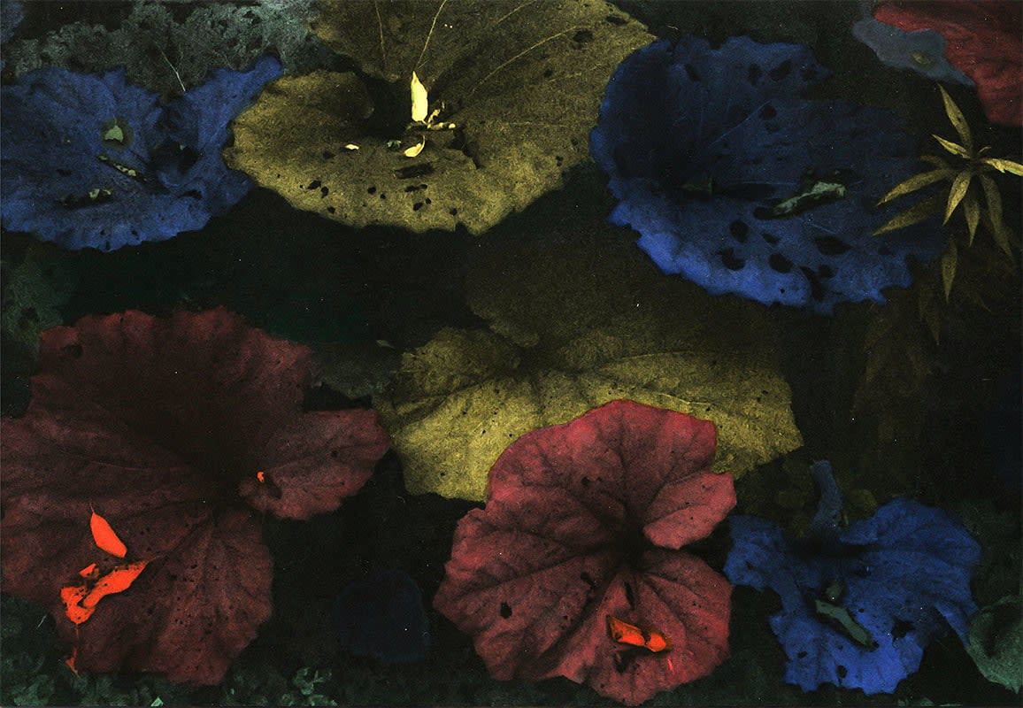 Sidonie Hadoux, The roots are in the air (Series: Explorations), 2021