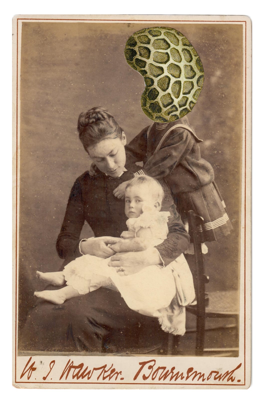 Alida Rodrigues, Papaver rhoeas L., 2019