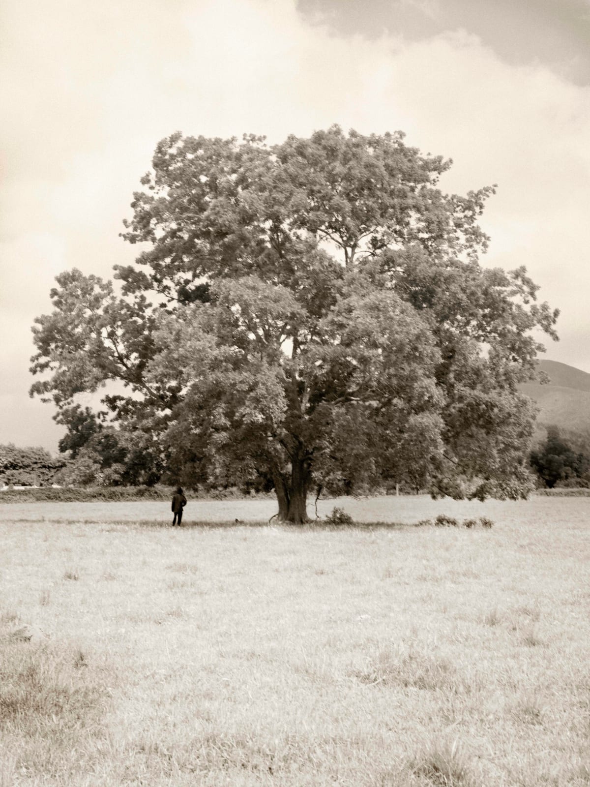 Johno Mellish, Man Under Tree, 2022