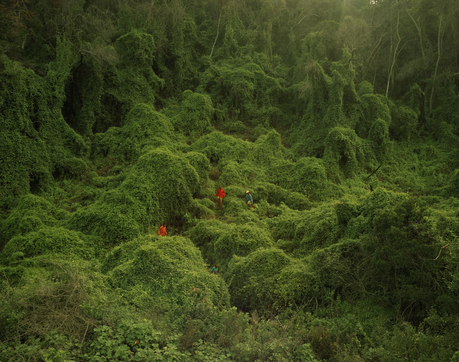 Johno Mellish, Butterfly Collectors, 2019