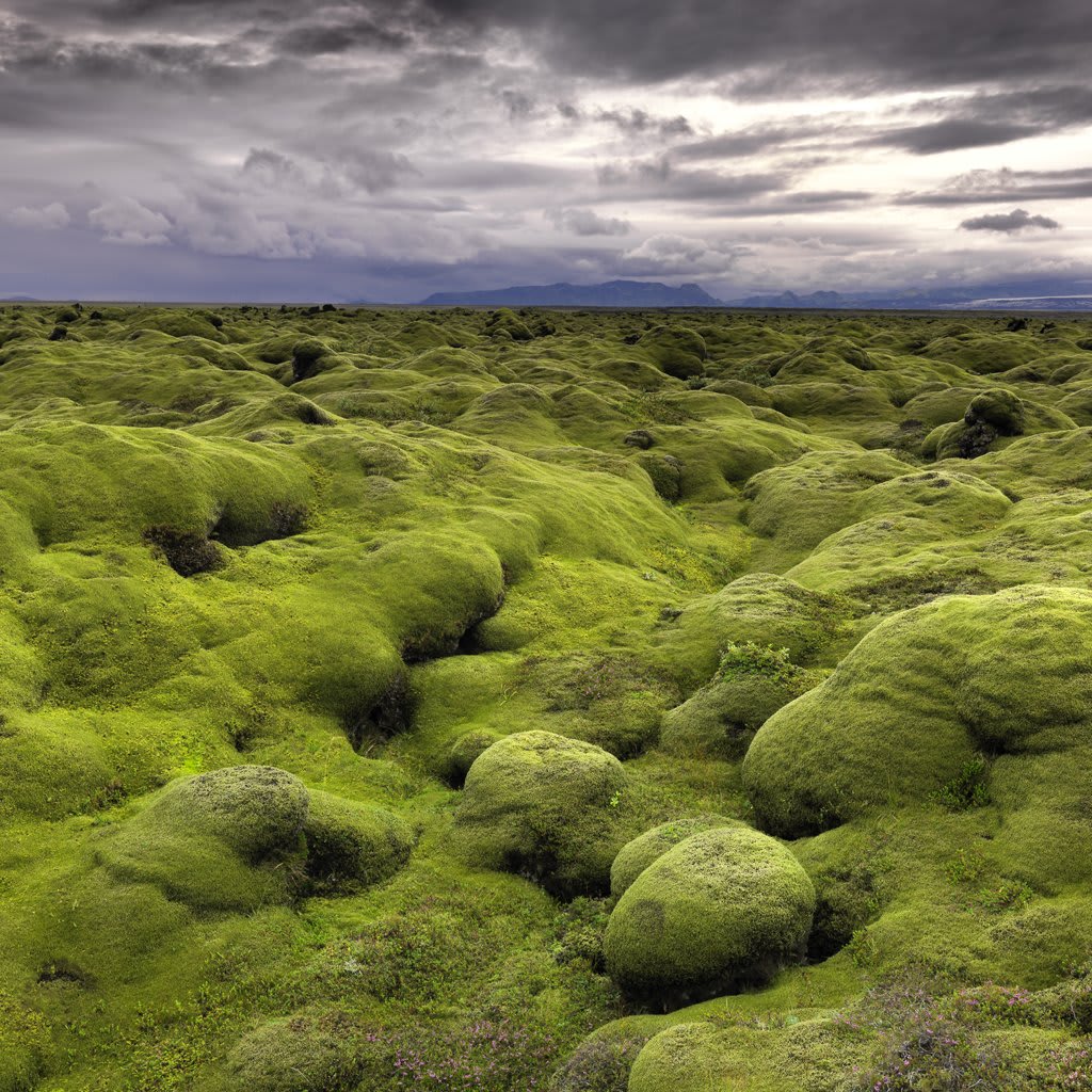 Tom D. Jones, Evoke, 2011