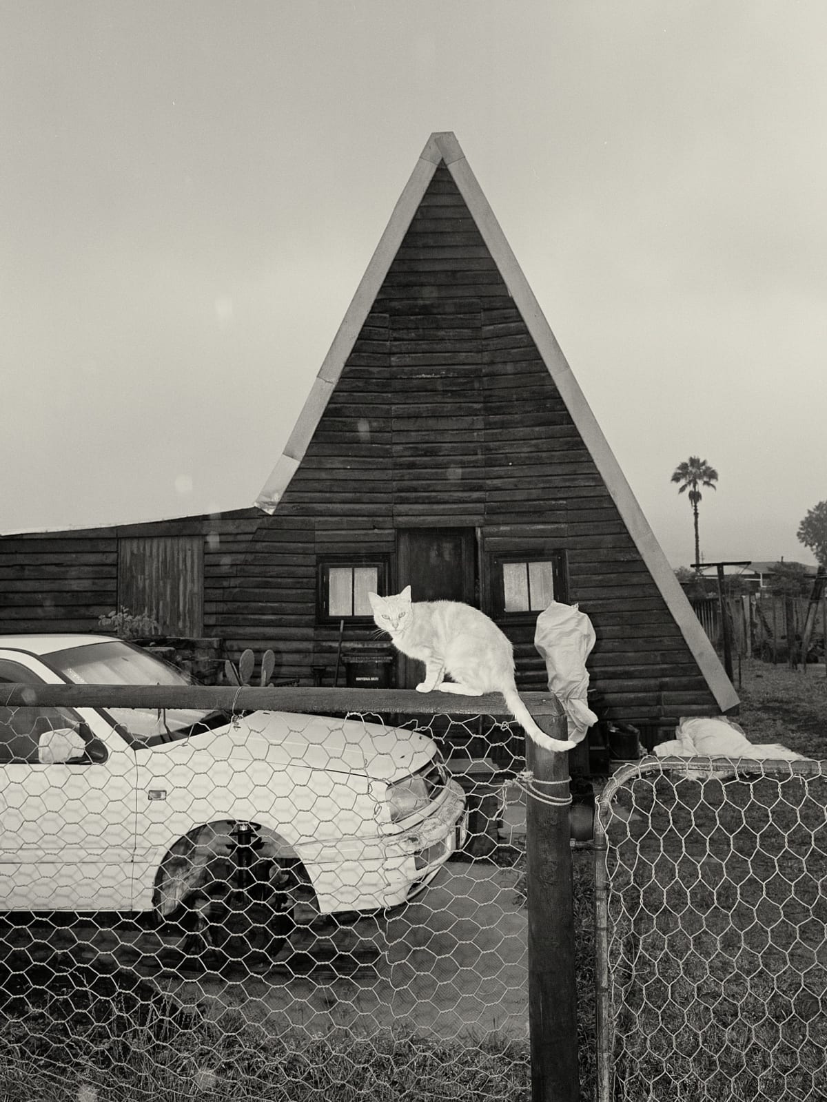 Johno Mellish, Wild Natural Setting — Suite of 29 Photographs, 2022