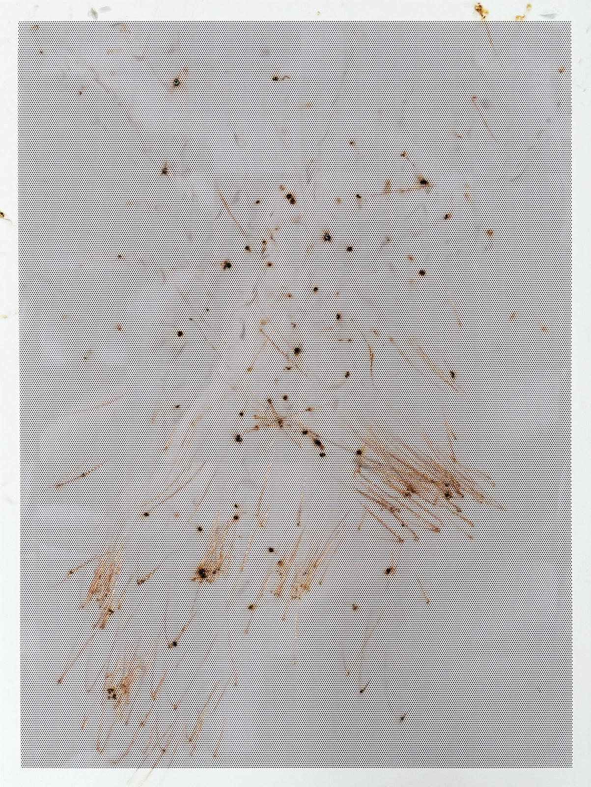 Thomas Wachholz, Honeycomb II , 2024
