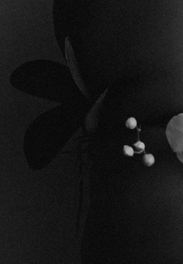 Nonzuzo Gxekwa, Ndlovukazi, 2016