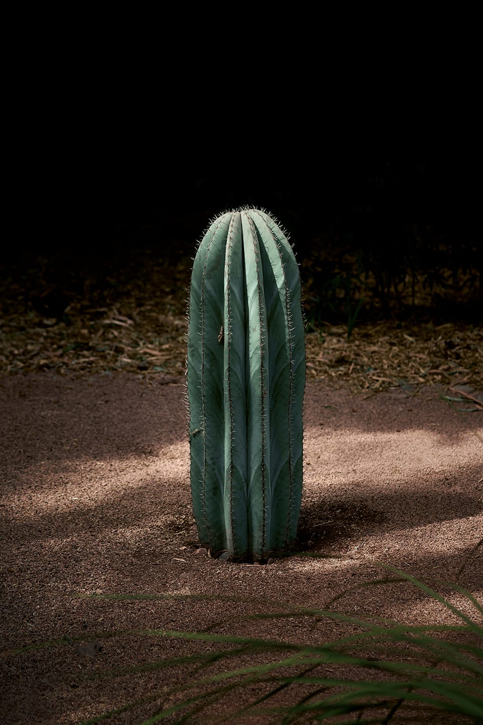 Anke Loots, Jardin Majorelle, Marrakech, 2017