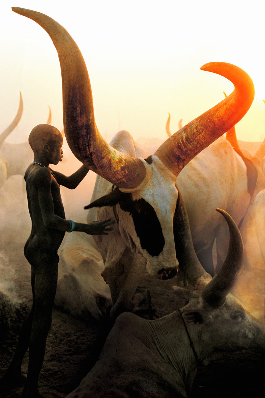 Carol Beckwith and Angela Fisher, Dinka Boy with Long Horned Bull, South Sudan, 2006