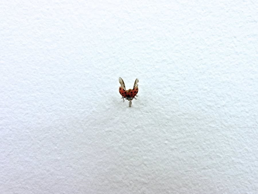 Tom Friedman, Untitled (Ladybug), 1998-1999