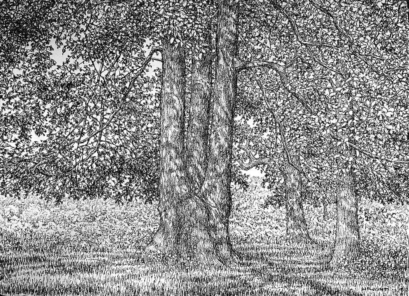 Roy Wright PS, In the Shade of the Summer Leaves