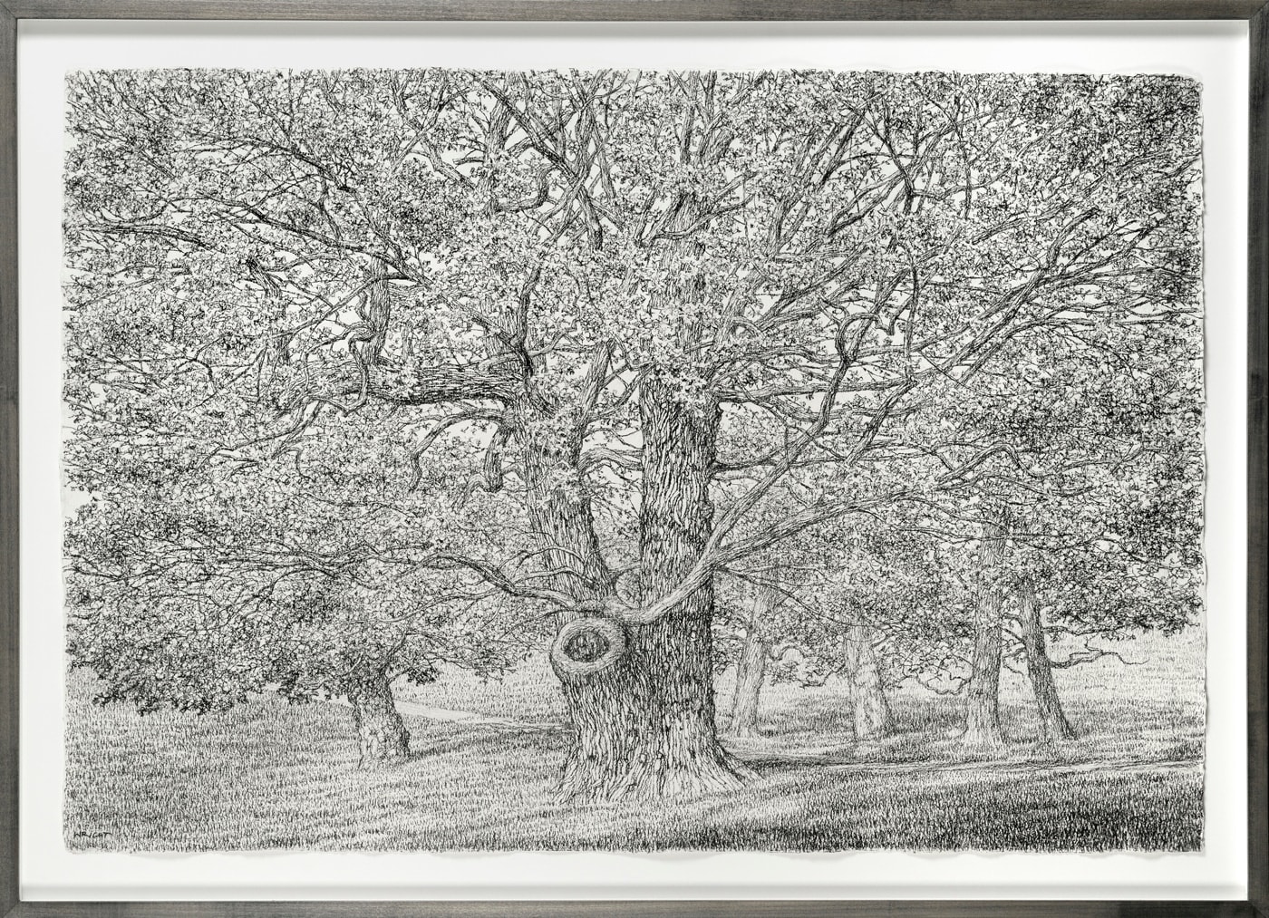 Roy Wright PS, Under Old Trees are the Shadows of Young Leaves
