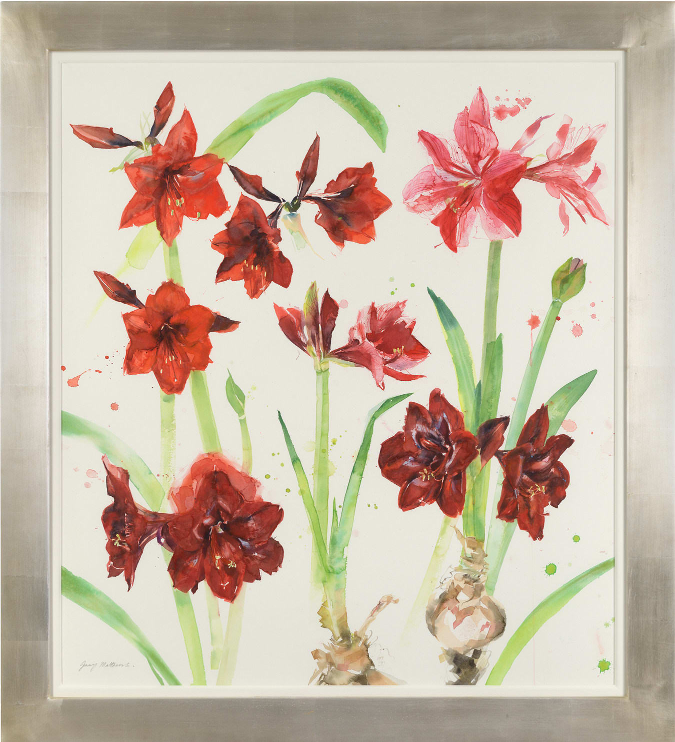 Jenny Matthews RSW, Amaryllis