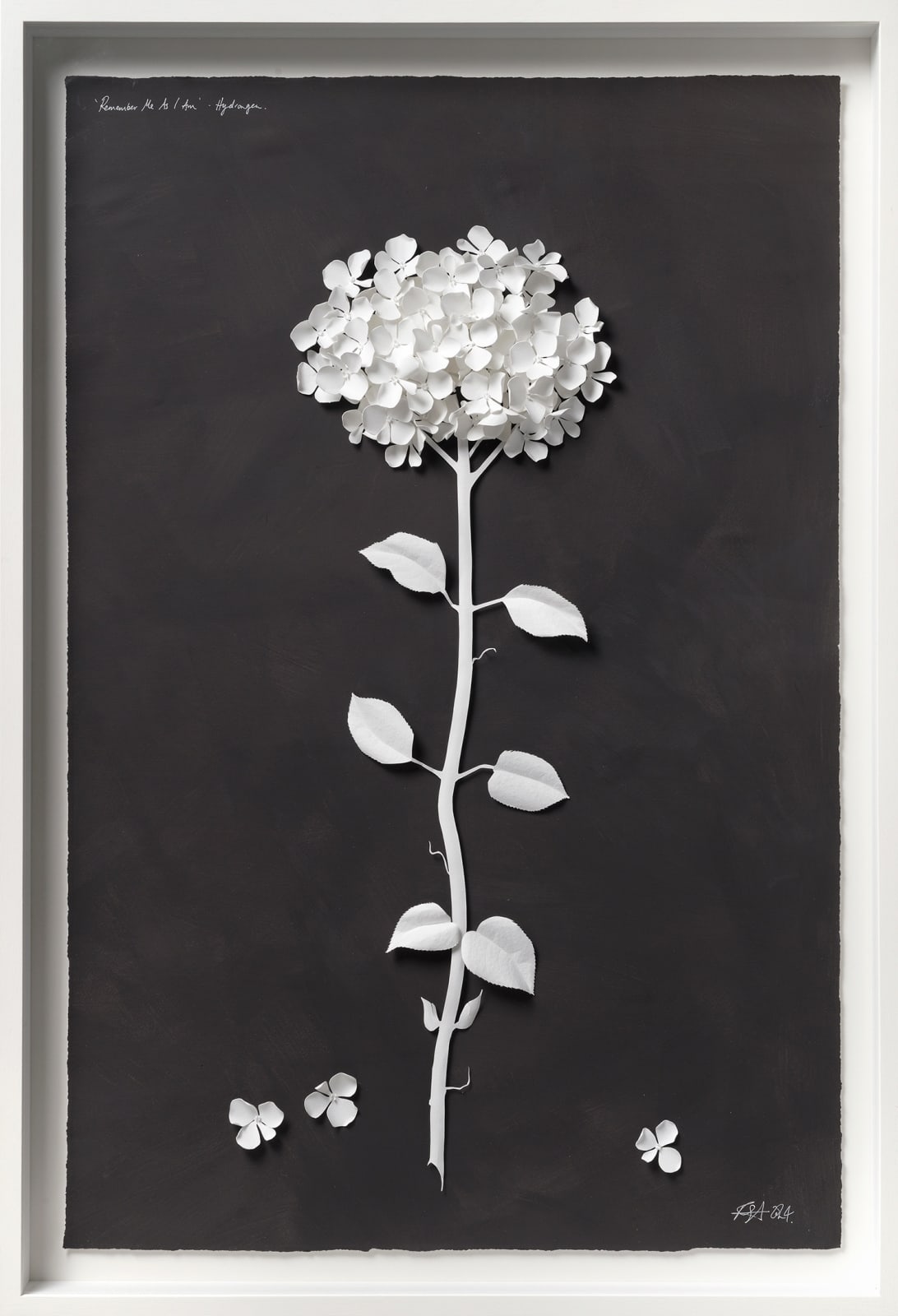 Rachel Shaw Ashton, Remember Me as I Am - Hydrangea