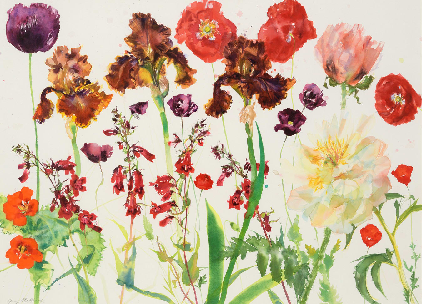 Jenny Matthews RSW, Russet Irises