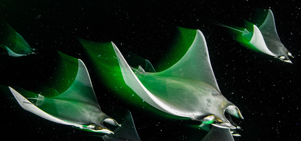 Catherine Holmes, Night Flight