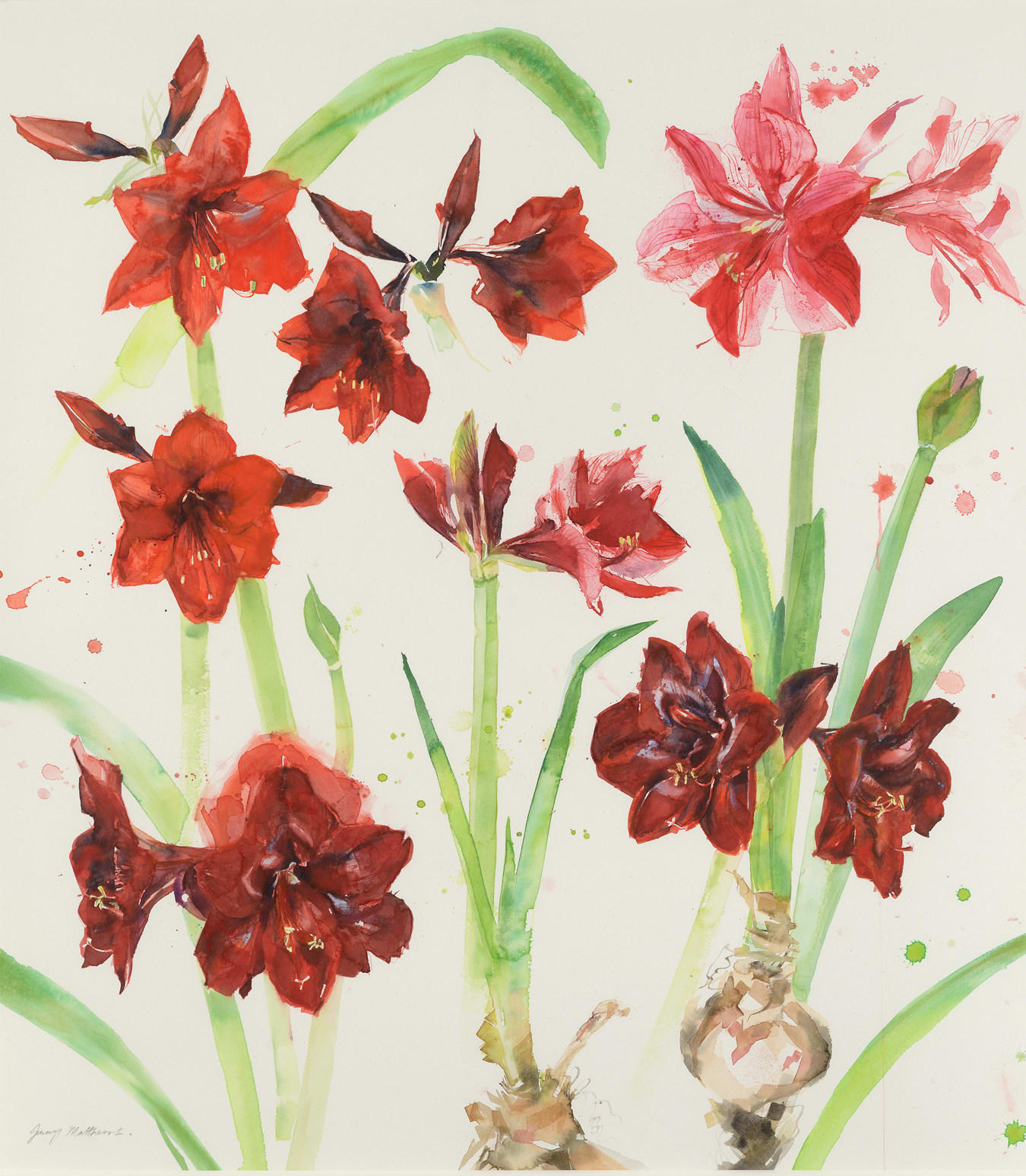 Jenny Matthews RSW, Amaryllis