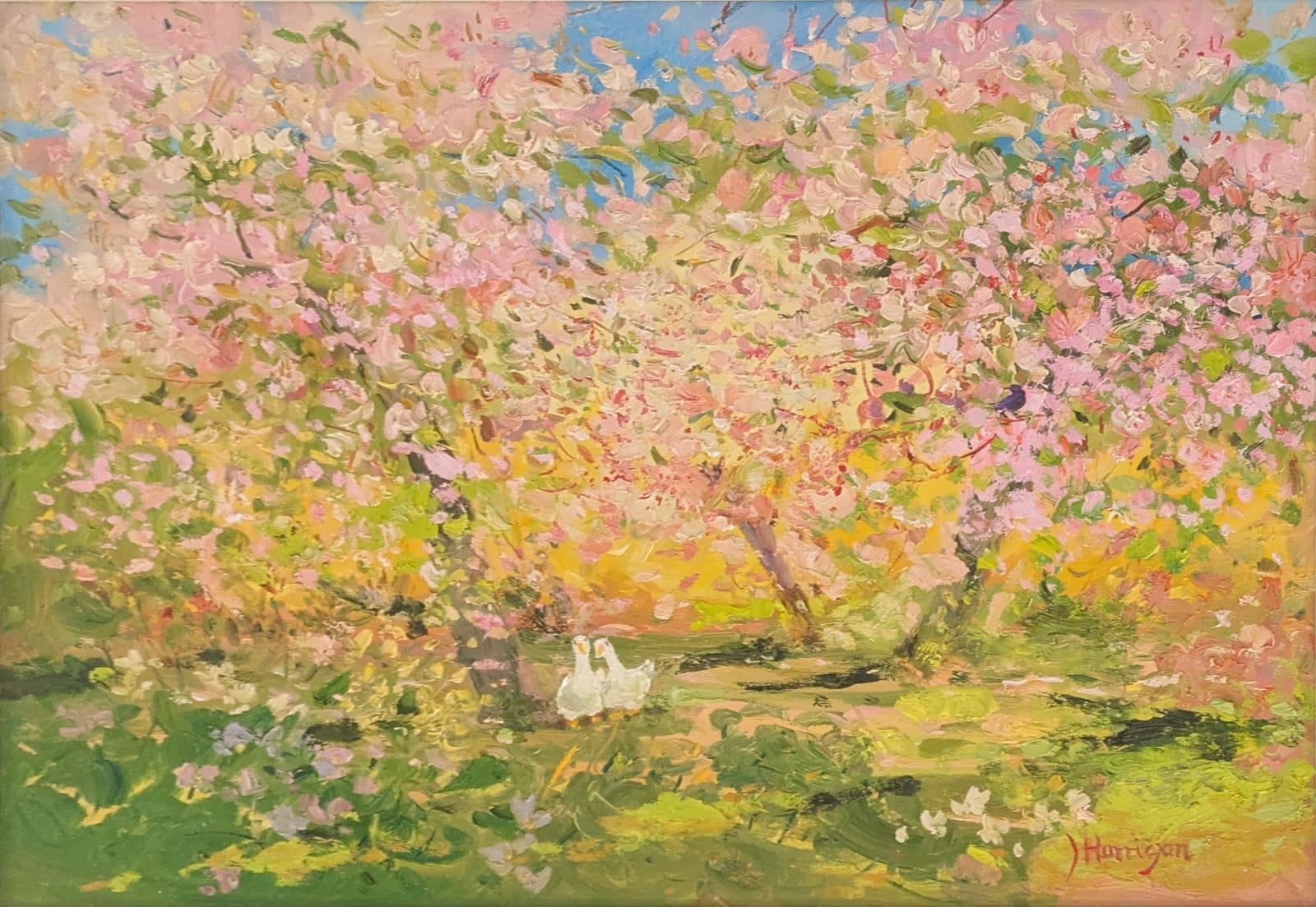 James Harrigan, Cherry Blossom