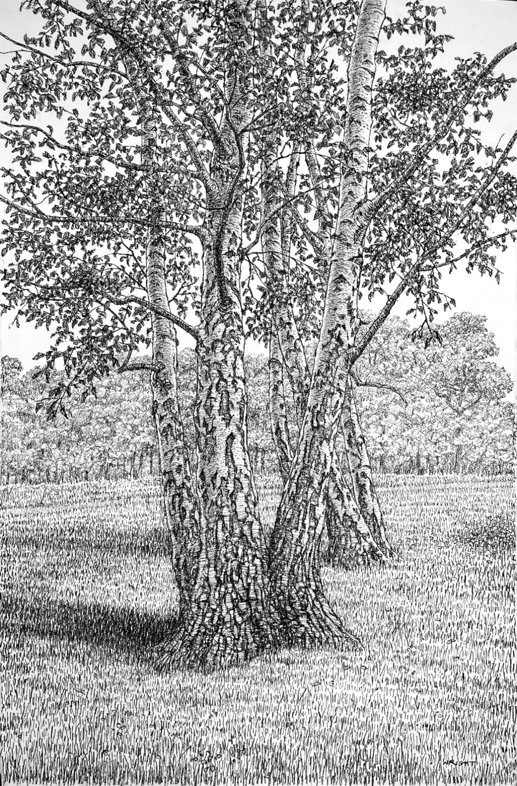 Roy Wright PS, Silver Birches (Late Summer)