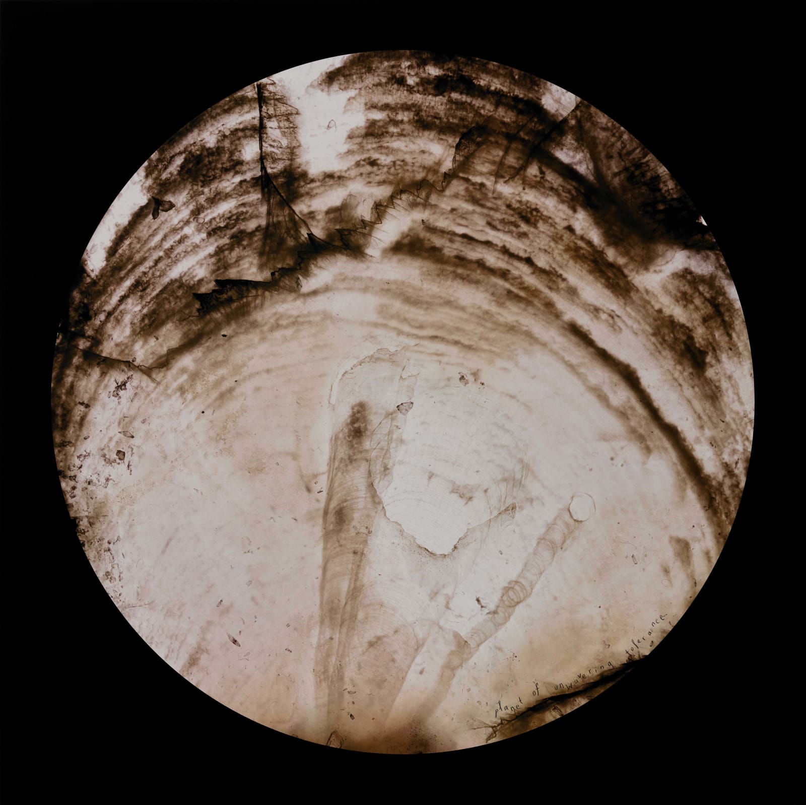蔡佳葳, 堅決的寬容心 I/III Unwavering Tolerance I/III, 2016