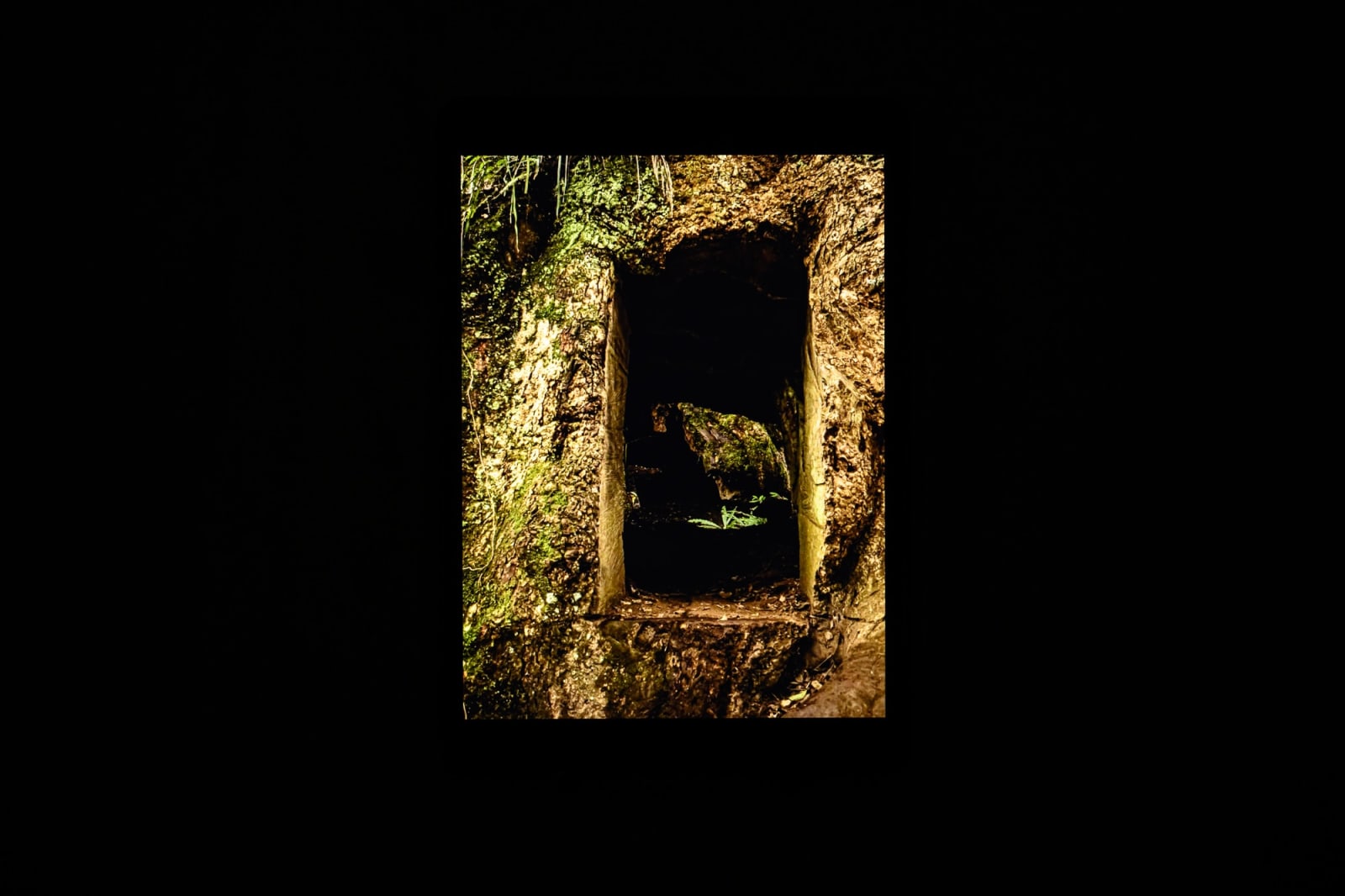 吳其育, 樹洞 Tree Hole, 2022