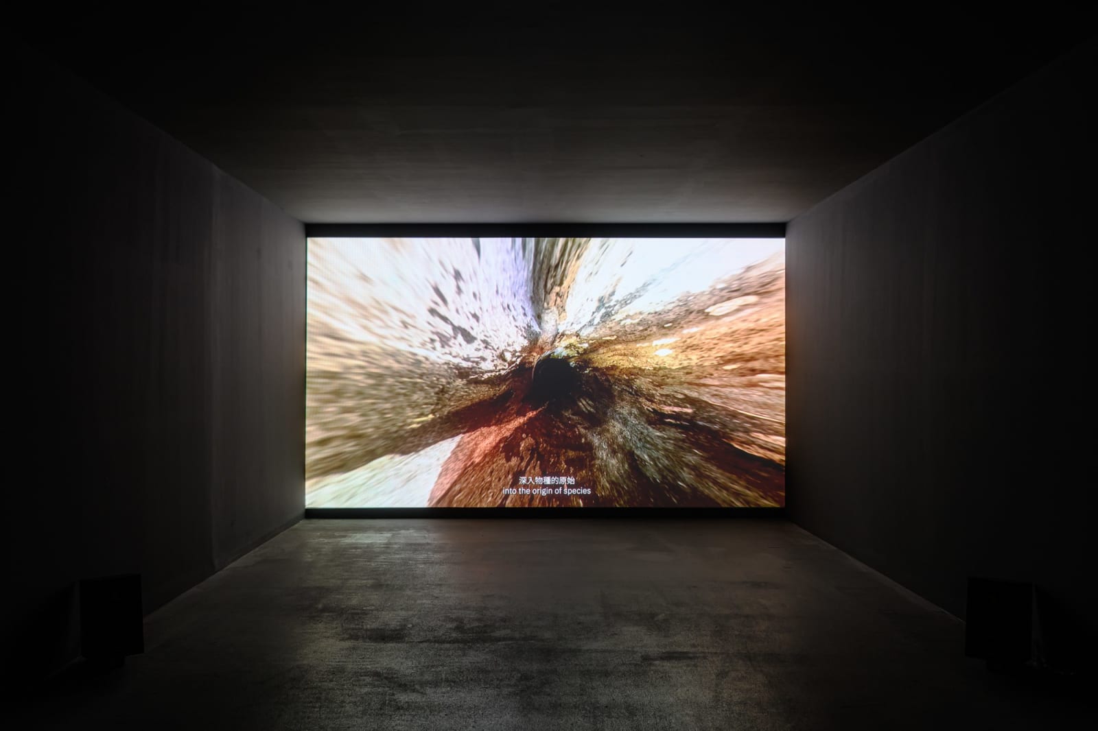 吳其育, ⼈族 Hominins, 2019