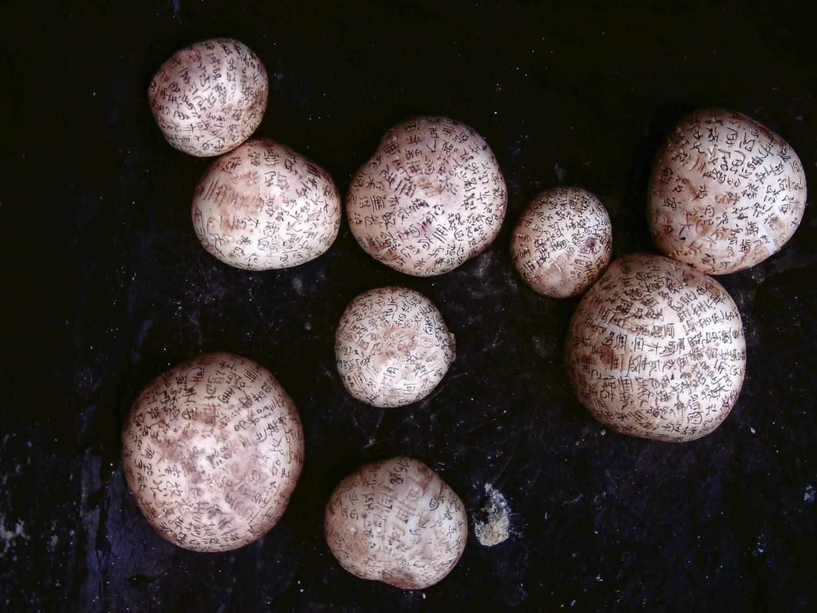 蔡佳葳, 蘑菇咒 Mushroom Mantra, 2005